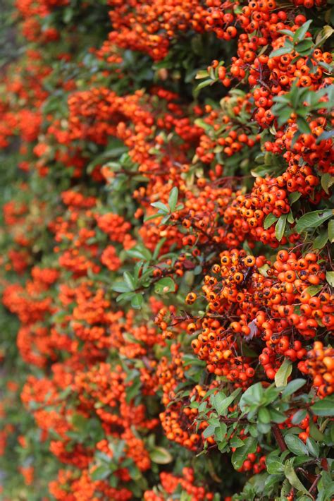 Vuurdoorn In Je Tuin Vuurdoorn Pyracantha Plukbloem Nl