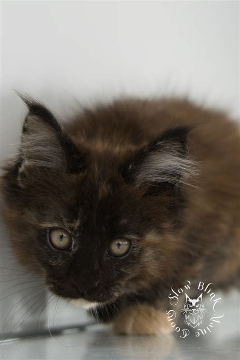 Black Tortie Maine Coons Slowblink