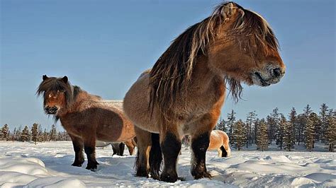 Yakutian Horses: The Arctic Breed Who Challenges The Freezing Cold ...