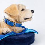 Lora DiCarlo s robotic sex toy Osé sparks gender bias claims at CES