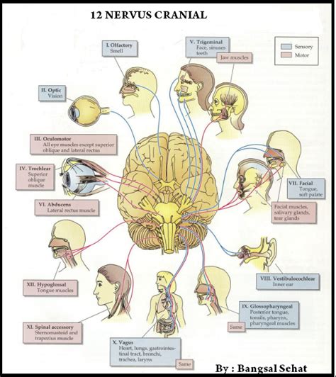 Saraf Kranial Nervus Cranial Fungsi Jenis Sifat Cara Kerja