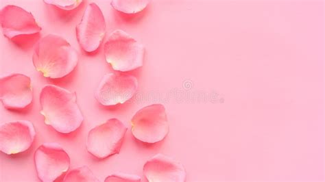 Pink Rose Petals On Pink Background Valentine Or Wedding Abstract