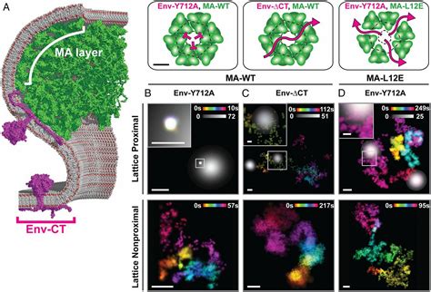 Single Molecule Imaging Of Hiv Envelope Glycoprotein Dynamics And Gag