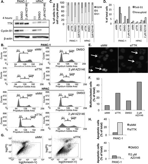 TTK inhibition overrides the SAC mediated cell cycle arrest and leads ...