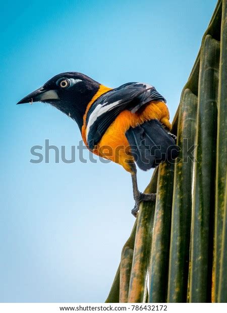 Troupial Bird Venezuela: Over 22 Royalty-Free Licensable Stock Photos ...