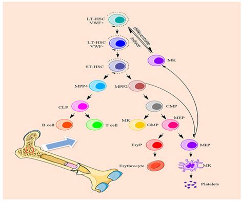 Megakaryocytes Encyclopedia Mdpi