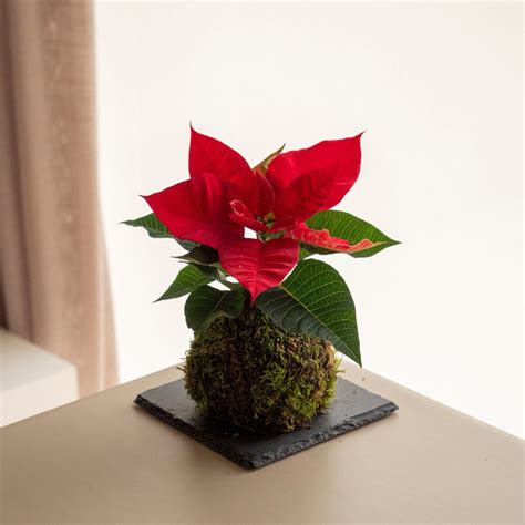 Poinsettia Mini Kokedama Kokedama Omotesandō Plantes Omotesandō