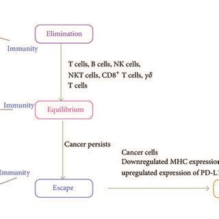 The Cancer Immunoediting Process There Are Three Phases In The Cancer