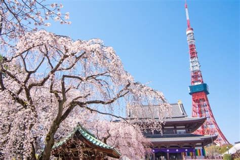 東京櫻花私房景點9選讓你只見在地人不用人擠人 Matcha 日本線上旅遊觀光雜誌