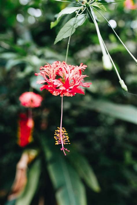 Anonib Hawaii: Is This The Best-Kept Secret In Hawaii? Image 15