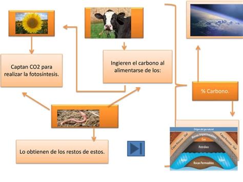 Ciclo Del Carbono Ppt