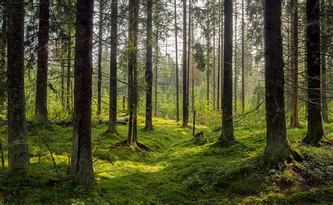 Los Bosques M S Impactantes Del Mundo Voz Ucad