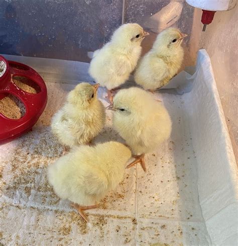 6 White Leghorn Hatching Eggs Purebred Ebay