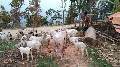 भैंसी पाडापाडी र बाख्रा पाल्नमा रमाउँदै किसान