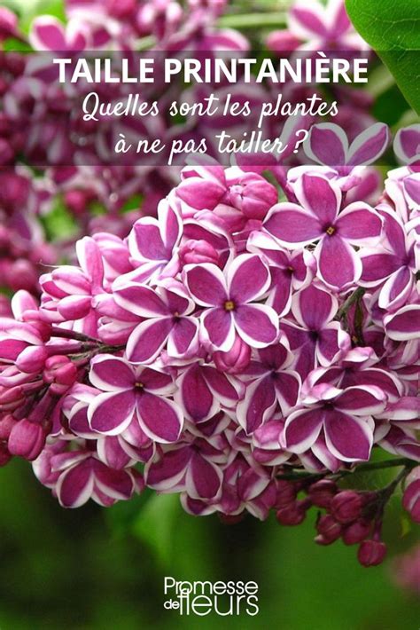 Attention Ne Taillez PAS Ces Plantes Au Printemps Blog Promesse De