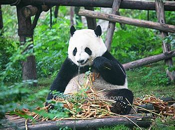 Chengdu Research Base of Giant Panda Breeding, Sichuan