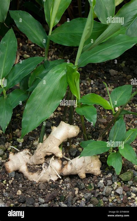 Ginger Zingiber Officinale Rhizome On Coarse Soil Stock Photo Alamy