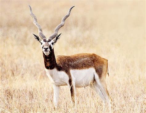 On A Wild Blackbuck Chase