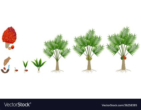 Cycle growth a oil palm tree Royalty Free Vector Image