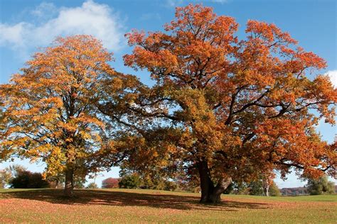 Купить семена Бук европейский или лесной. Fagus sylvatica | Семена и ...