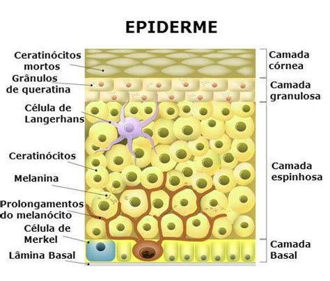 Pele Humana Toda Matéria