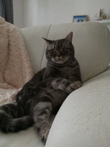 Создать мем "Недовольный кот (Недовольный кот, кот, cat)" - Картинки ...