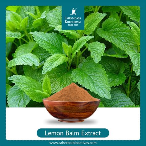 Lemon Balm Extract Manufacturer I Melissa Officinalis