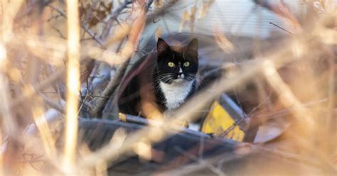 Meet The Caretakers Of Denvers Feral Cats Denverite The Denver Site