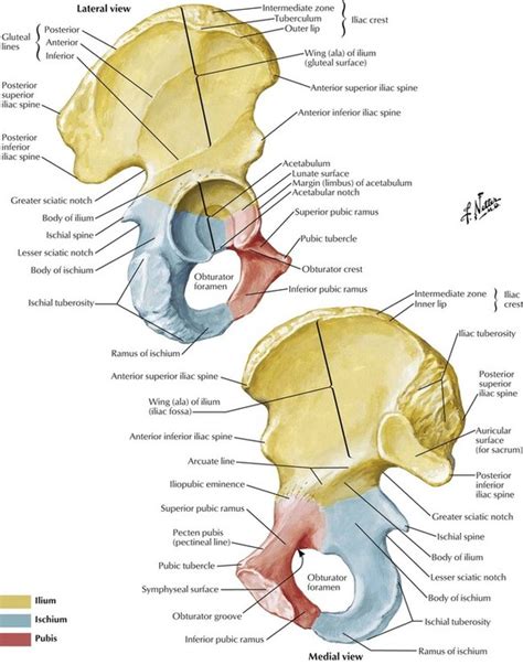 7 Lower Limb Basicmedical Key