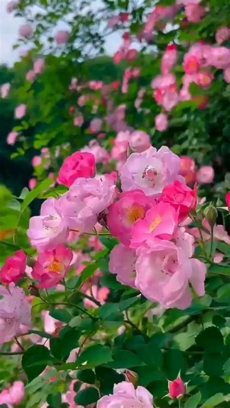 Pin de Cida em Pins criados por você Belas fotos de flores Lindas