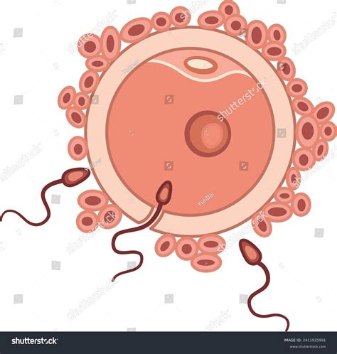 Process Human Fertilization Egg Sperm Human Stock Vector Royalty Free