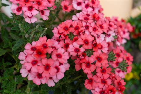 Closeup Shot Of A Verbena Lascar Mango Orange Flower Bush On A Blurred