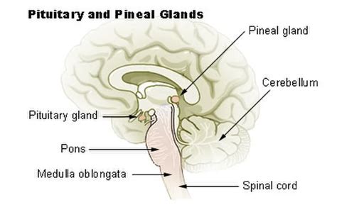 Glande Pinéale Définition Et Explications