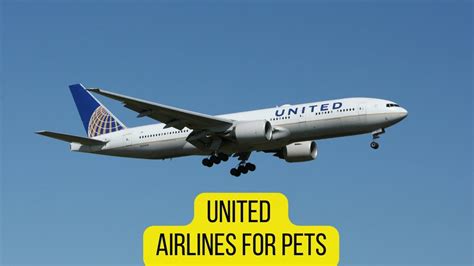 16 Airlines That Allow Snub Nosed Dogs 2025 Guide Dogs Travel Guide