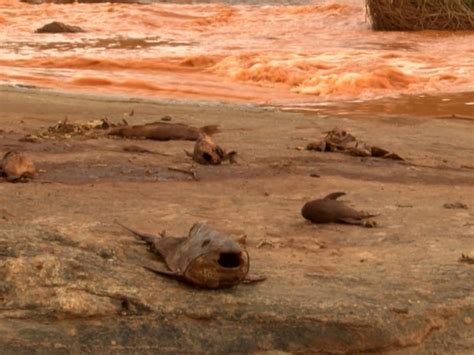 G1 Conheça O Rio Doce Antes E Depois Da Enxurrada De Lama Notícias