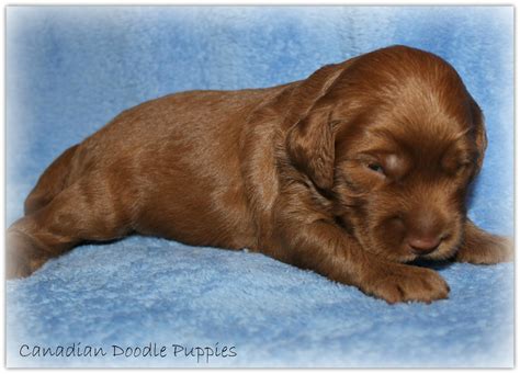 Canadian Doodle Puppies Merlots Puppies At 2 Weeks