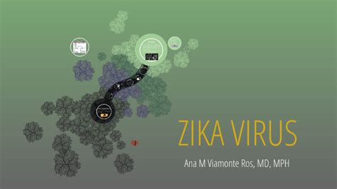 Zika Virus Presentation By Bridget Pelaez On Prezi