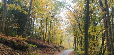 Parcelles De Bois Secteur LESTRADE ET THOUELS 12 Cabinet Nicolas