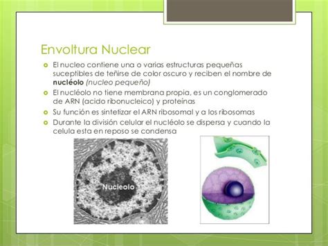 Envoltura Nuclear