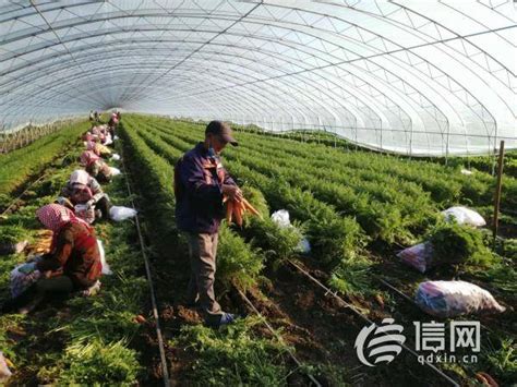 打造特色产业巩固脱贫成果 莱西助力产业振兴扶贫