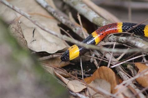 Beautiful Coral Snake I photographed in the wilds of south Florida : r/snakes