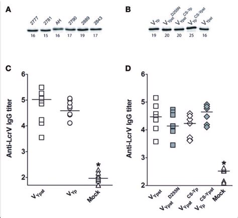 Y Pseudotuberculosis Strains Produce Similar Amounts Of V Antigen Download Scientific