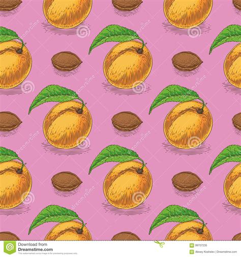 Seamless Pattern With Ripe Apricot Stock Vector Illustration Of