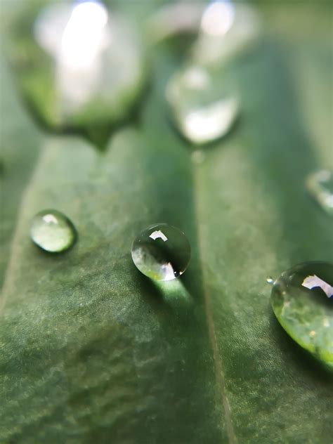 8 Tips For Macro Photography Beginners