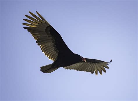 Vulture in flight in full Wingspan image - Free stock photo - Public Domain photo - CC0 Images