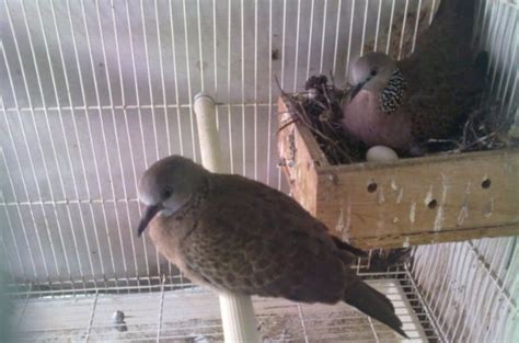 Cara Sukses Ternak Burung Perkutut Bagi Pemula