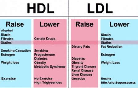 Cholesterol : Raising your HDL Level - Tr evor H. Kaye, MD