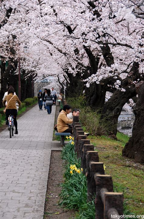 Cherry Blossom in Tokyo — Tokyo Times