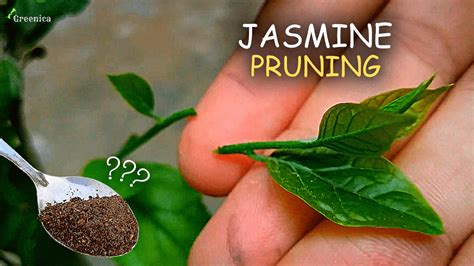 How To Prune A Jasmine Plant - Trimming Tranquility - Puregreeny