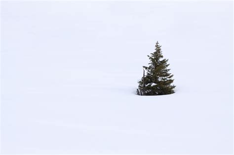 Single Tree In Snow Free Stock Photo - Public Domain Pictures